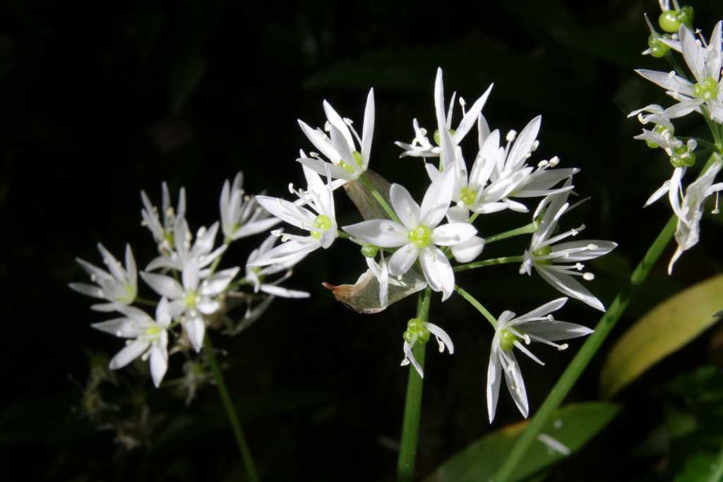 flore escaladieu mauvezin