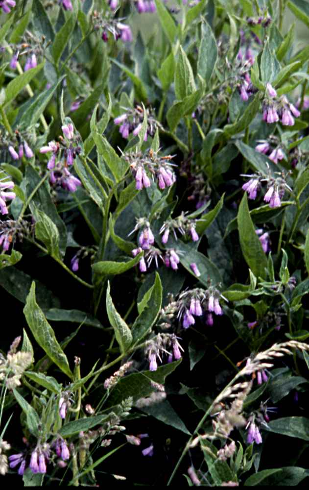 consoude officinale