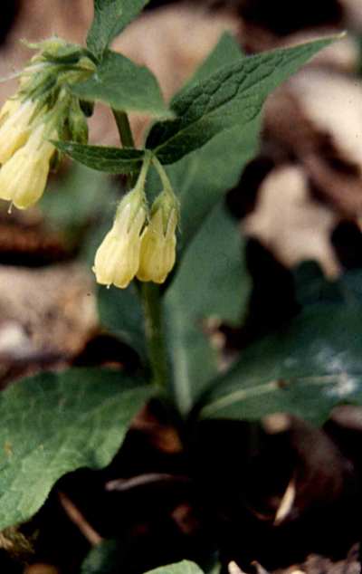 randonnée flore bord de l'Arros consoude tubéreuse