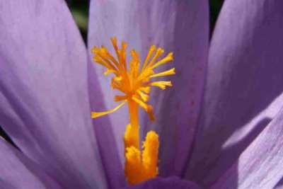 randonnée flore Payolle crocus des Pyrénées