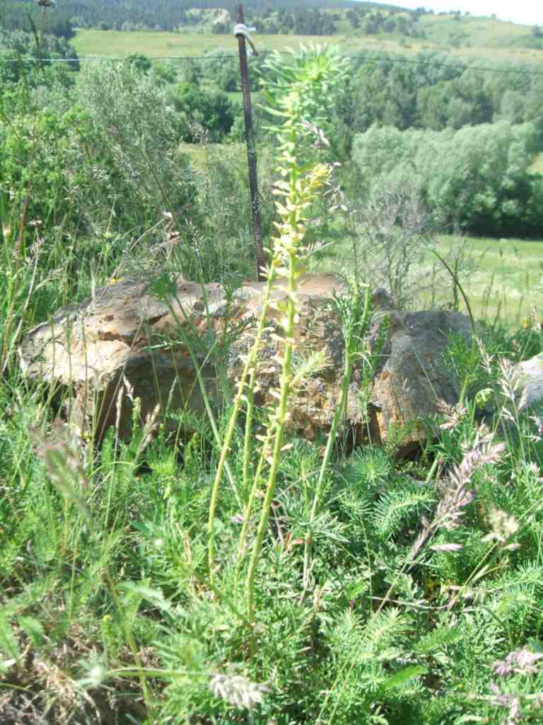 euphorbe petit cyprès parasitée