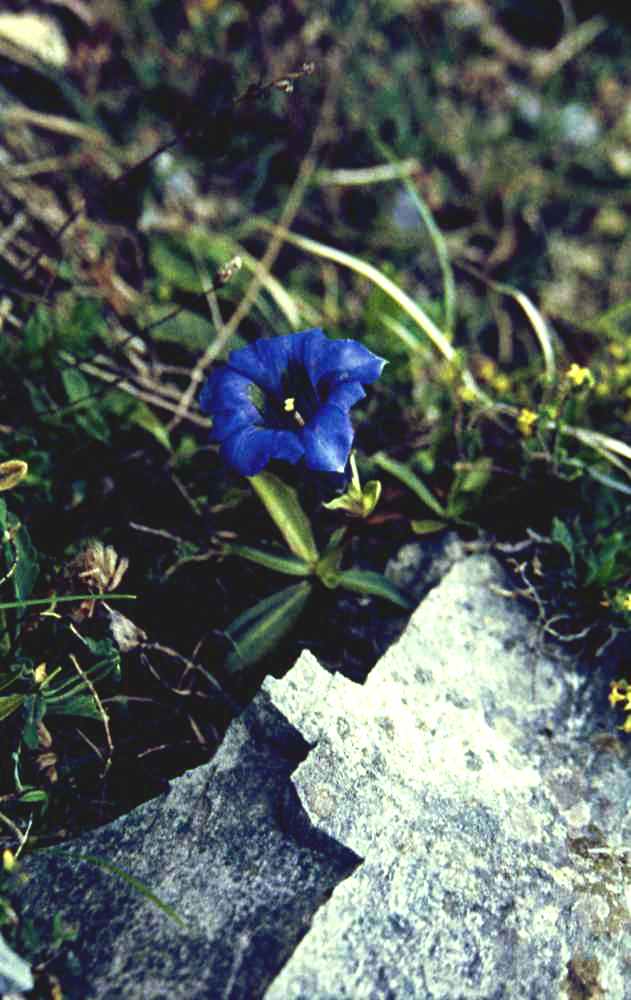 gentiane occidentale