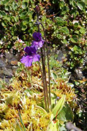 flore lac bleu