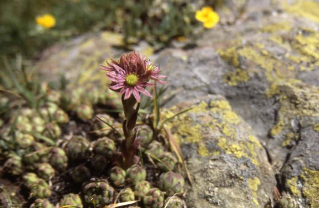 joubarbe des montagnes