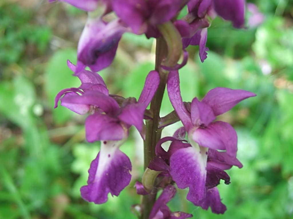 orchis mâle