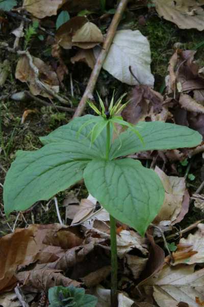 flore sarrat de bon