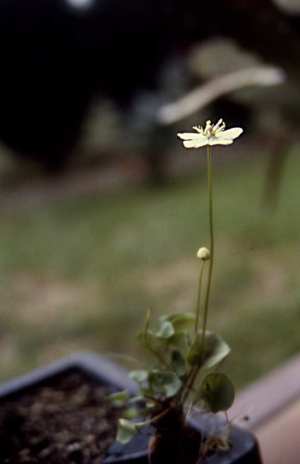 flore lac bleu