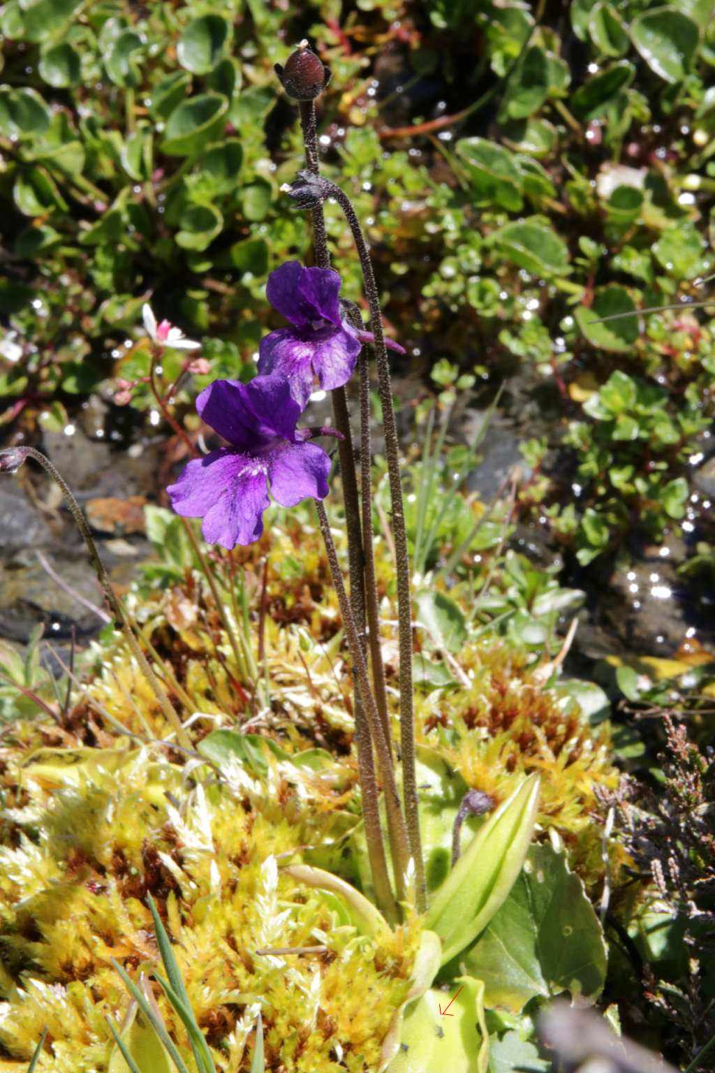 grassette à grandes fleurs