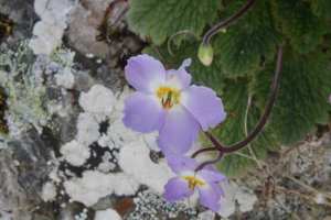 flore lac bleu