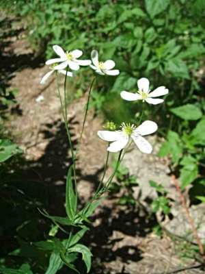 flore lac bleu