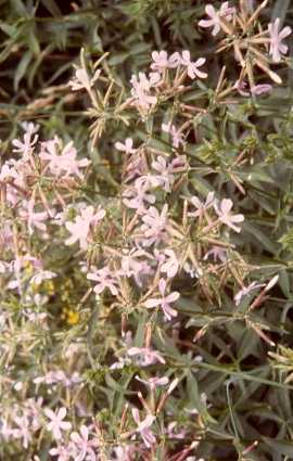 saponaire officinale