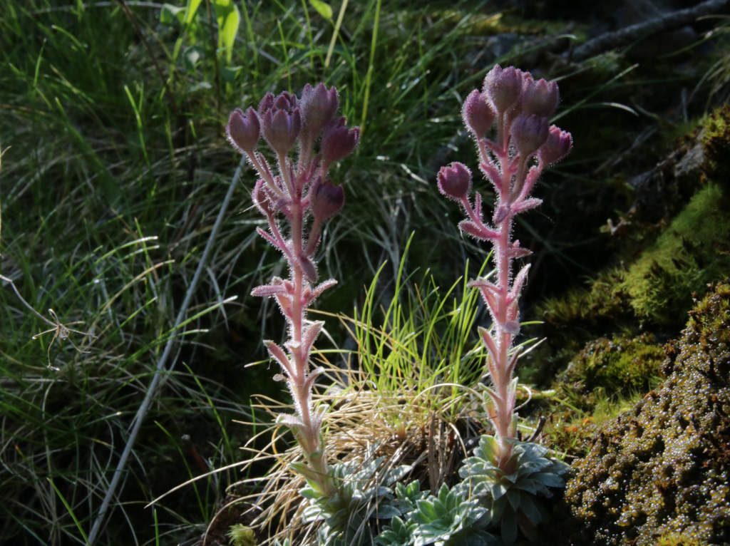 saxifrage intermédiaire