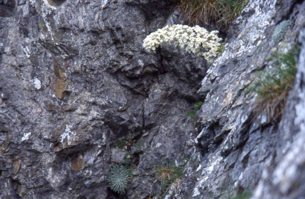 saxifrage des Pyrénées