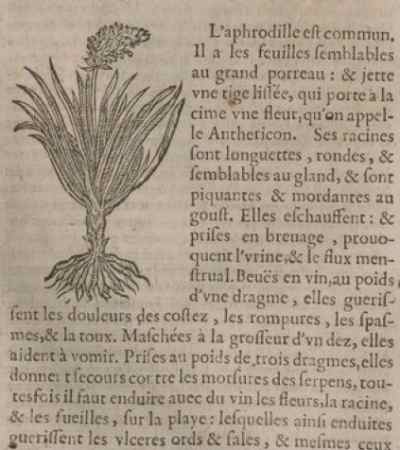 asphodèle dioscoride