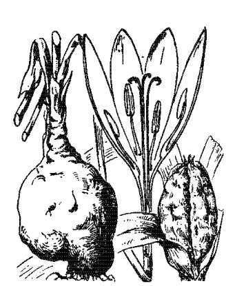 colchique d'automne
