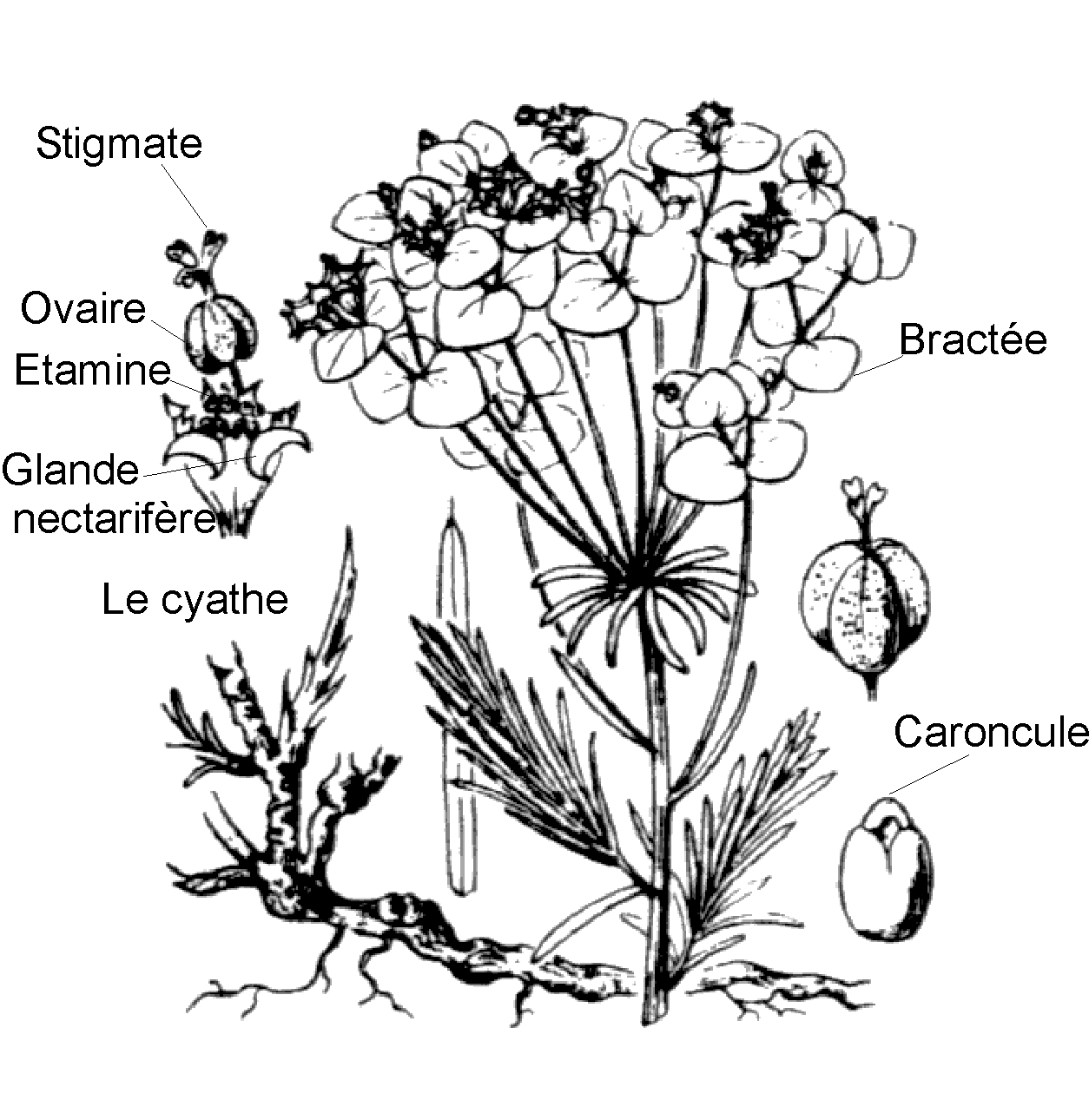 euphorbe