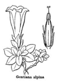 gentiana alpina Coste