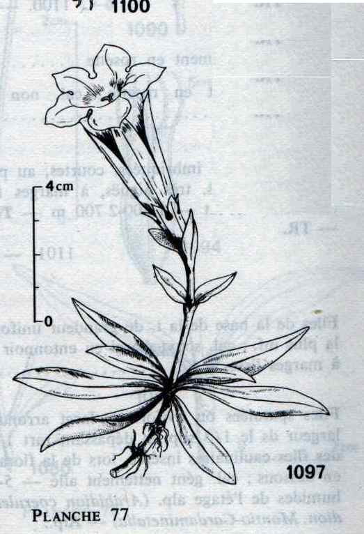 gentiana angustifolia