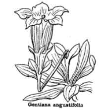 gentiana angustifolia Coste