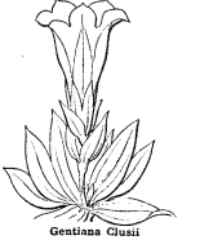gentiana clusii Coste