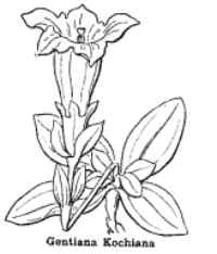 gentiana kochiana Coste
