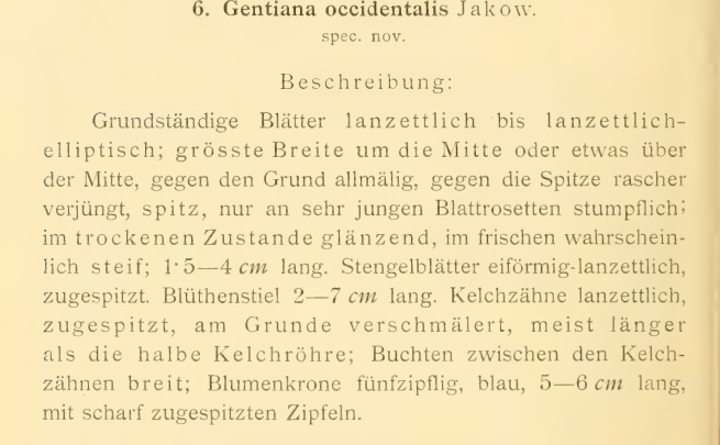 description gentiana occidentalis