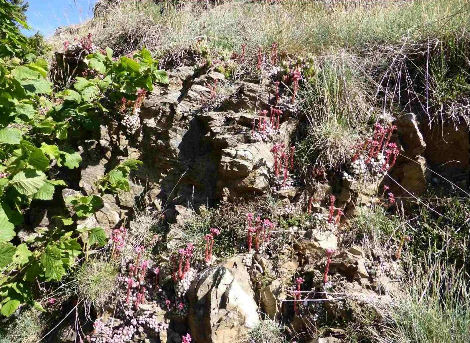 joubarbe toile araignée