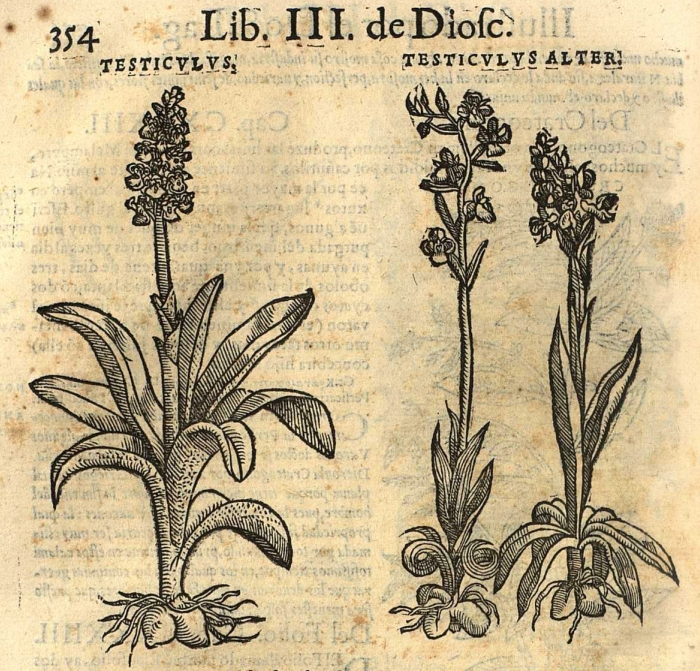 orchis 16ème siècle