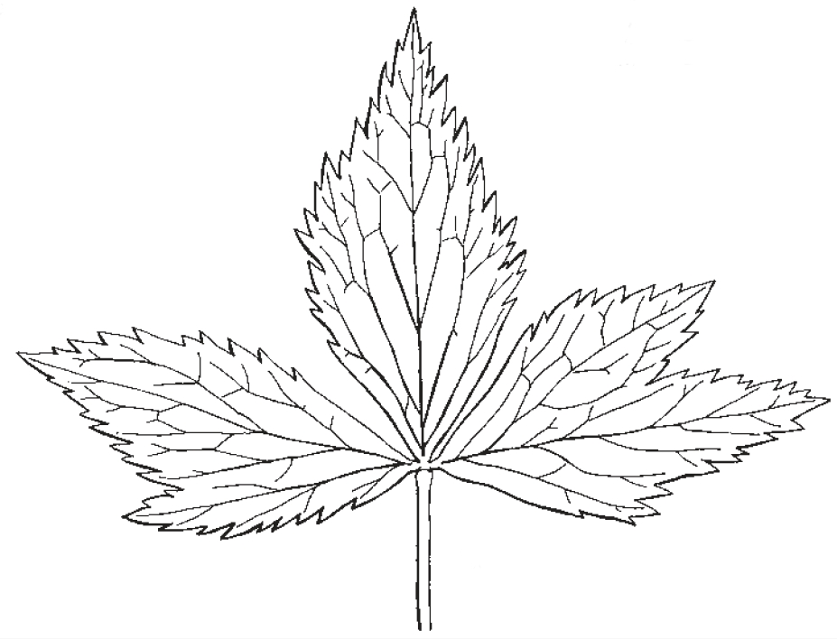 renoncule à feuilles d'aconit