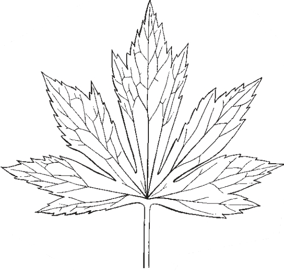 renoncule à feuilles de platane