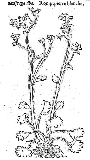 saxifrage granulée