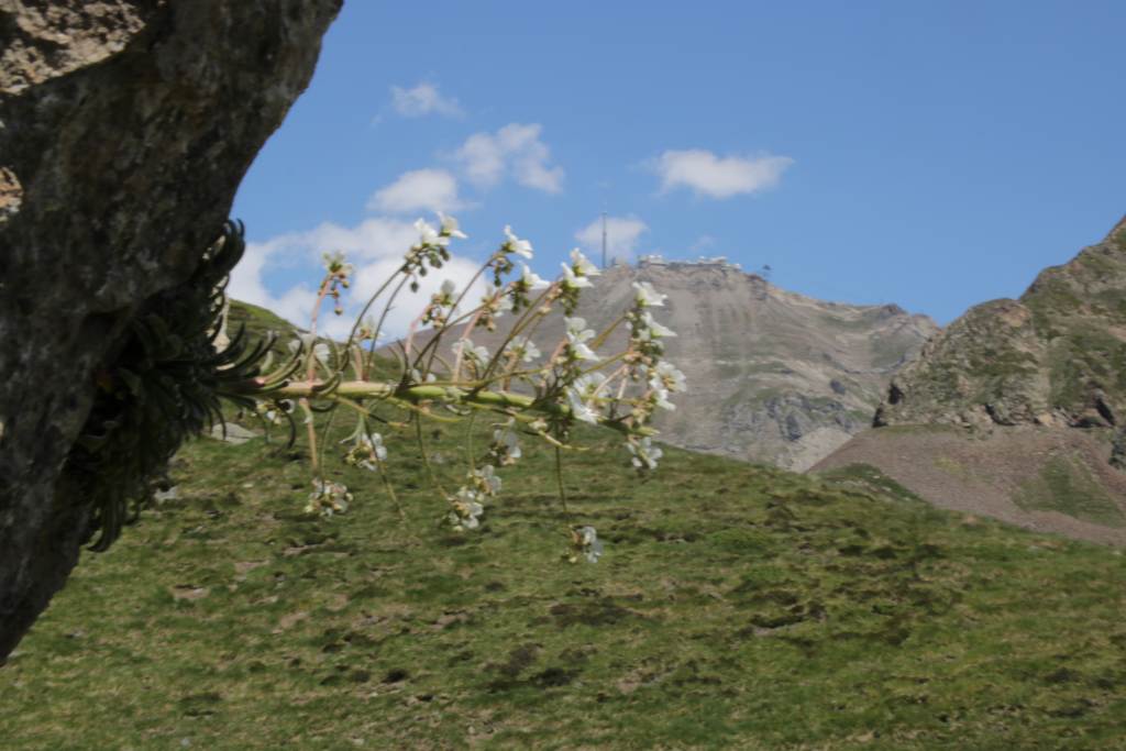 randonnée flore au lac d'Oncet saxifraga longifolia