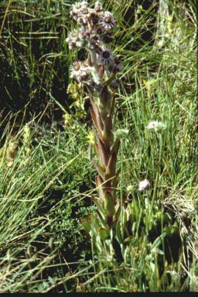 flore pont gisclard joubarbe