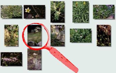 flore lac aygue rouye