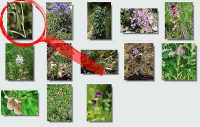 flore castelloubon