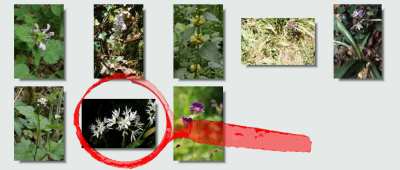 flore escaladieu mauvezin