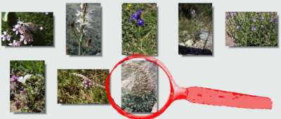 randonnée flore au lac d'Oncet