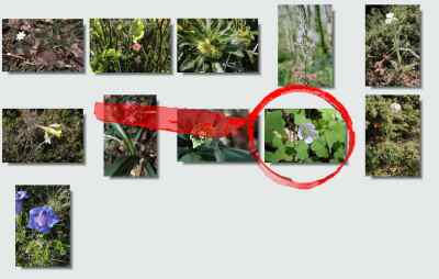 flore aspin Plo del Naou