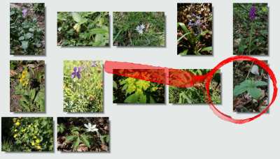 flore sarat de bon