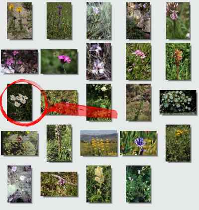 randonnée flore près de Mont Louis Pyrénées orientales